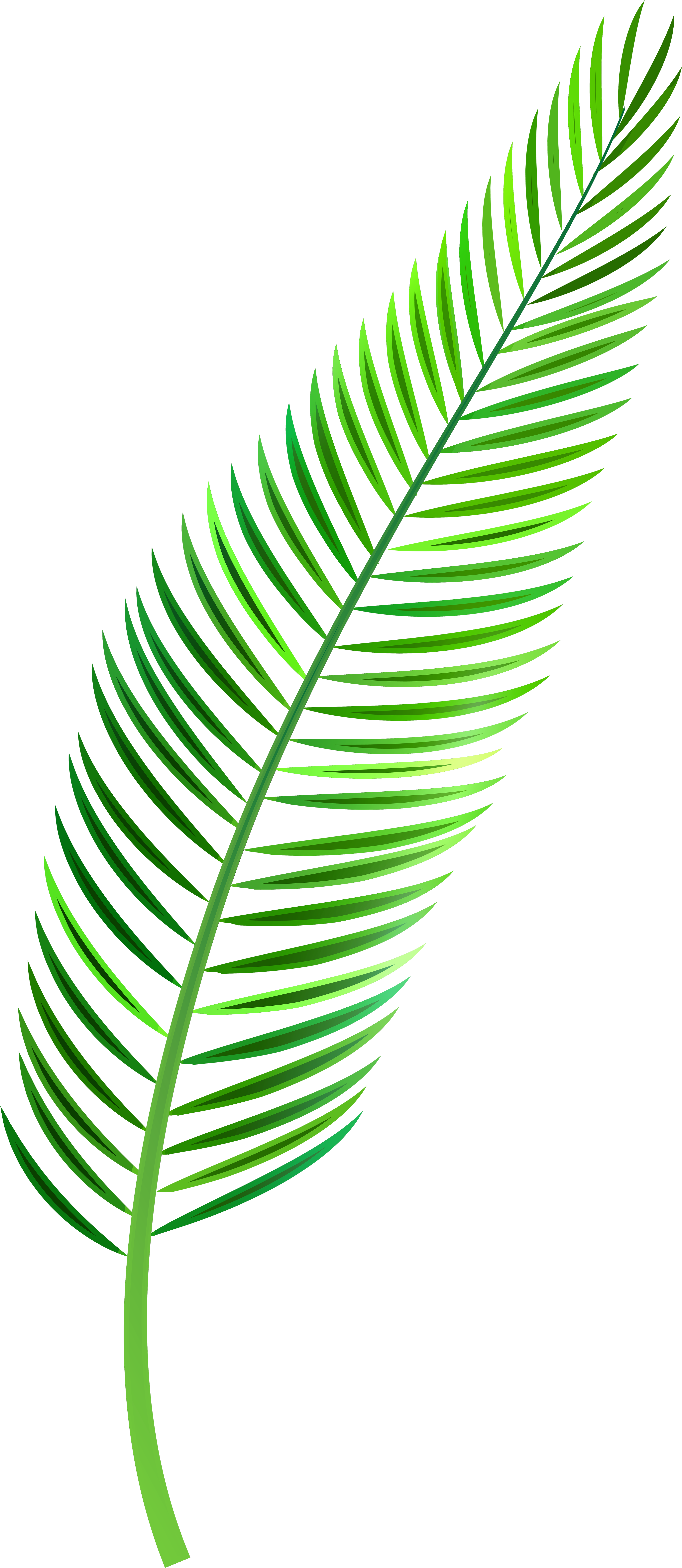 Green Palm Leaf Graphic PNG Image