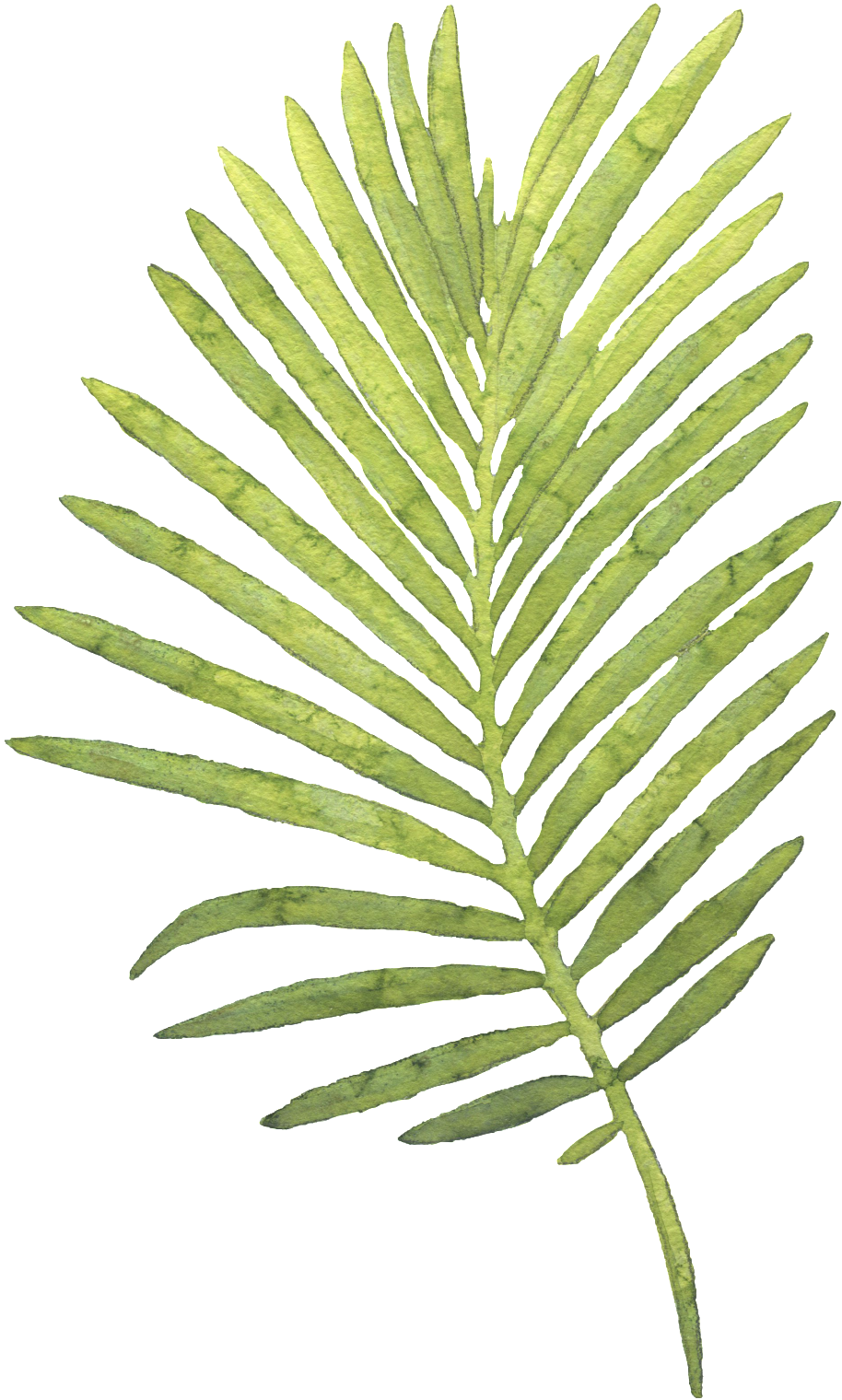 Green Palm Leaf Isolated PNG Image