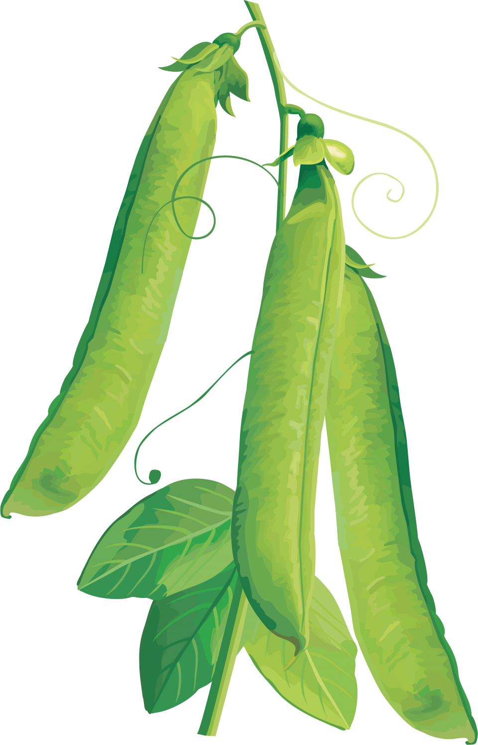 Green Peapods Illustration PNG Image