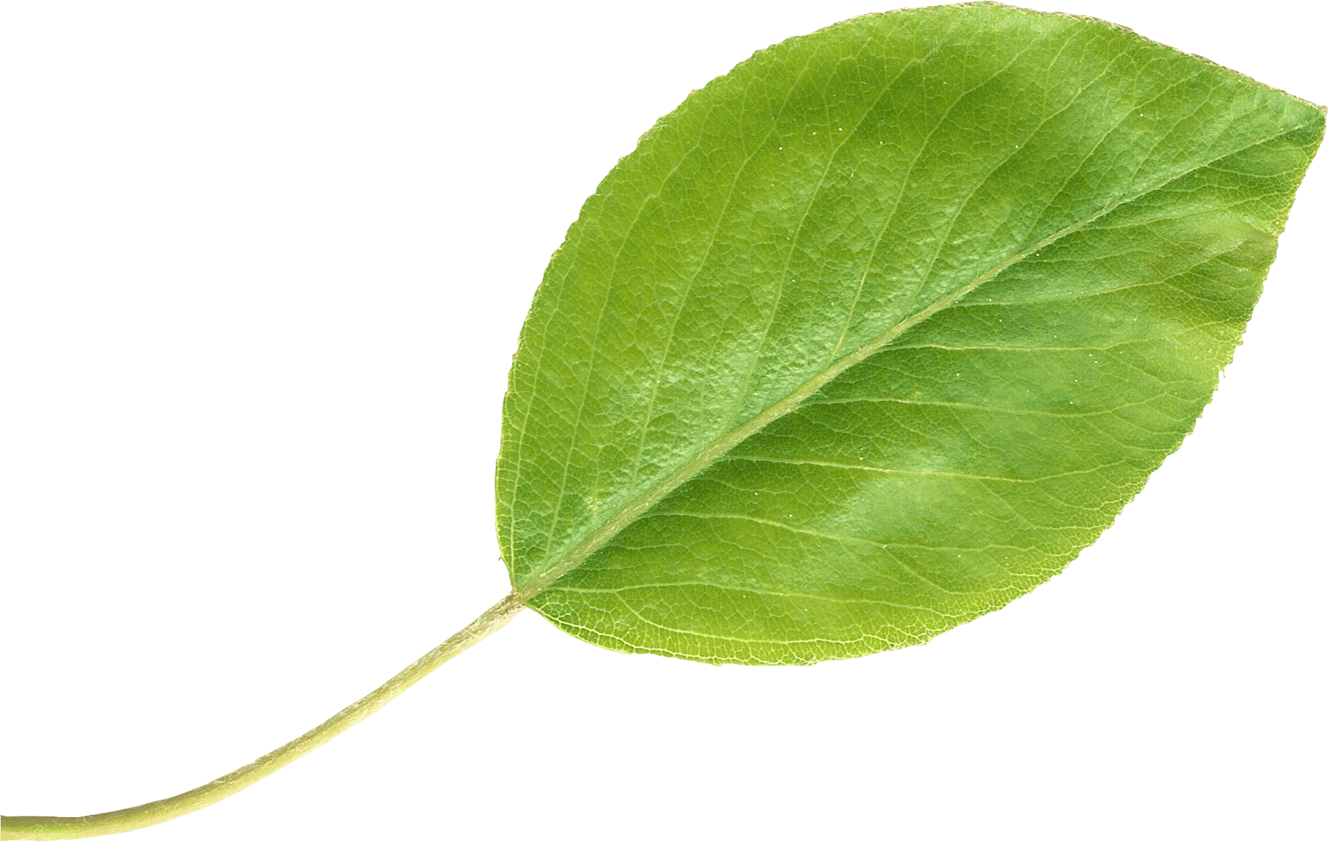 Green Pear Leaf Isolated.png PNG Image