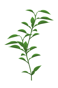 Green Plant Stem Leaves Black Background PNG Image