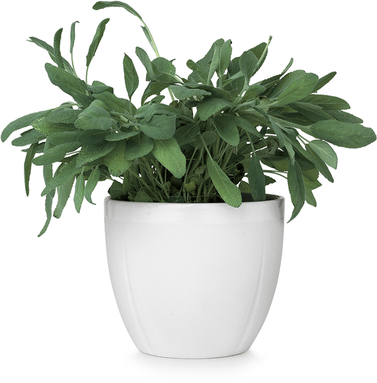 Green Plantin White Ceramic Pot PNG Image