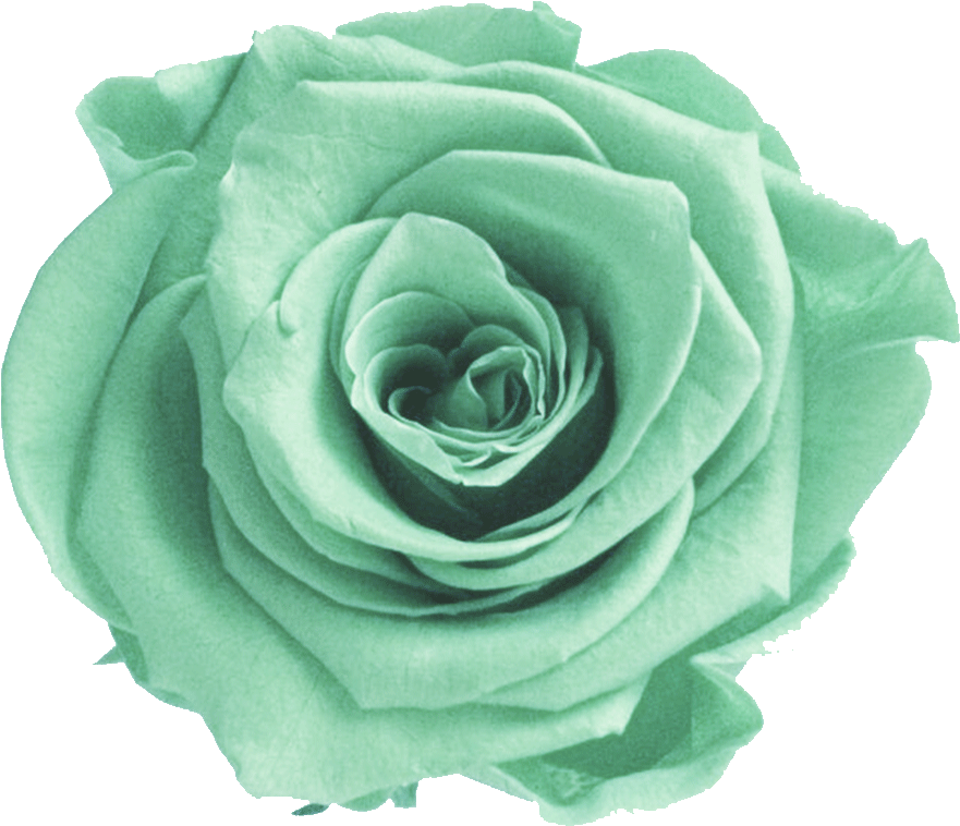 Green Rose Flower PNG Image