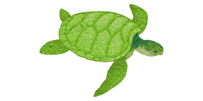 Green Sea Turtle Illustration PNG Image