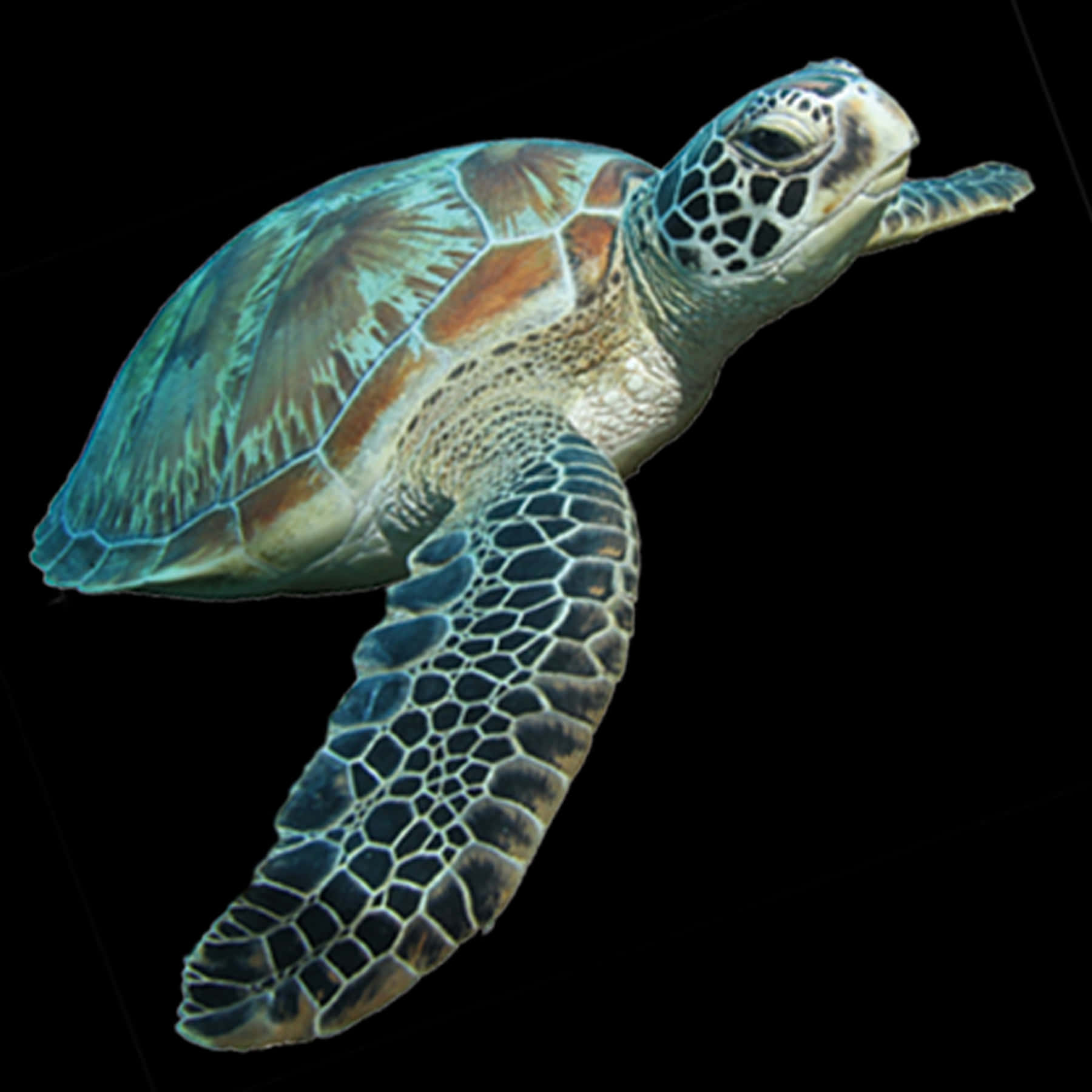 Green Sea Turtle Swimming PNG Image