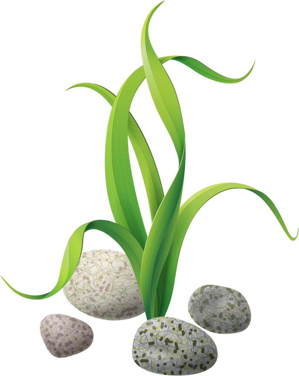 Green Seaweedand Stones Illustration PNG Image