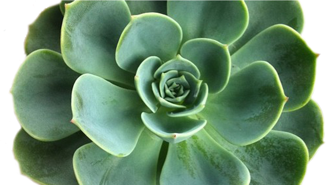 Green Succulent Closeup PNG Image