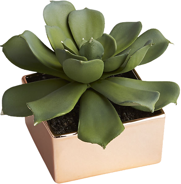 Green Succulentin Copper Pot PNG Image