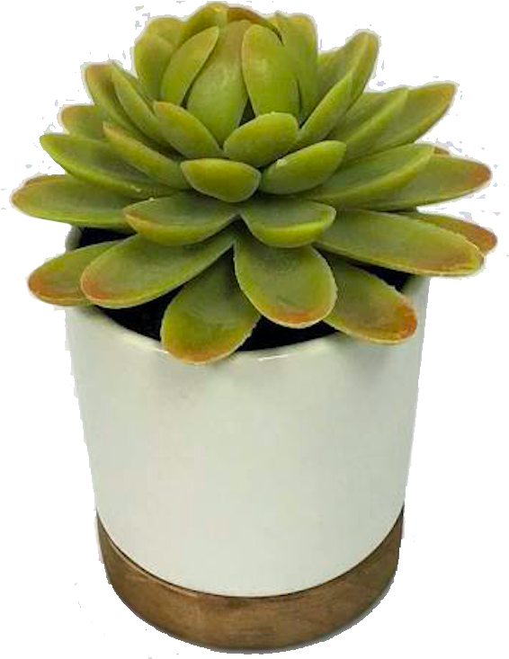 Green Succulentin White Pot.png PNG Image