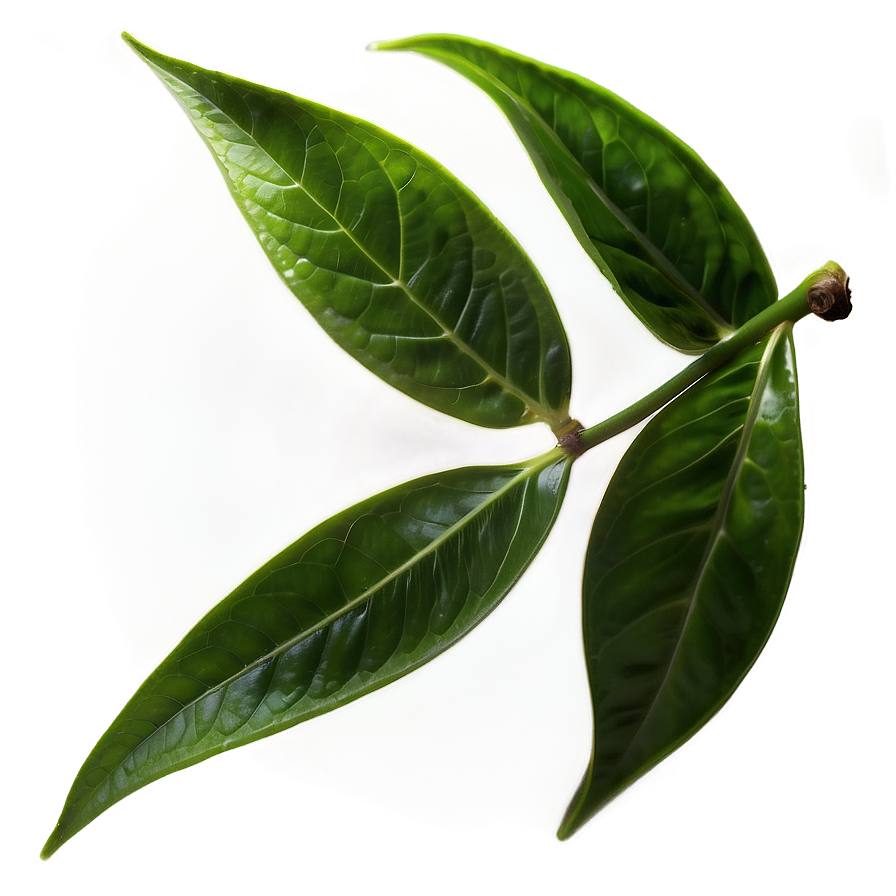 Green Tea Leaves Png Mid PNG Image