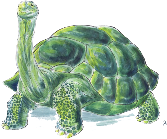 Green Tortoise Illustration PNG Image