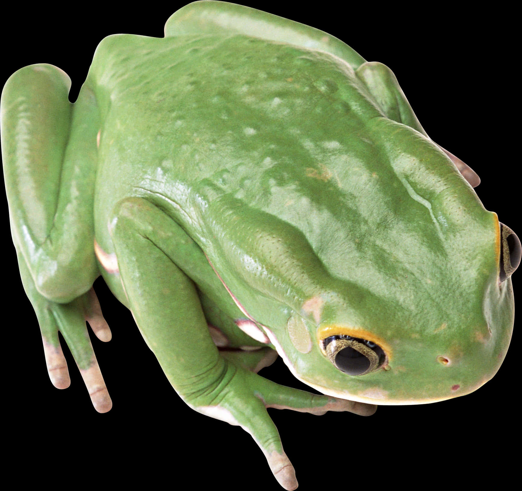 Green Tree Frog Top View PNG Image