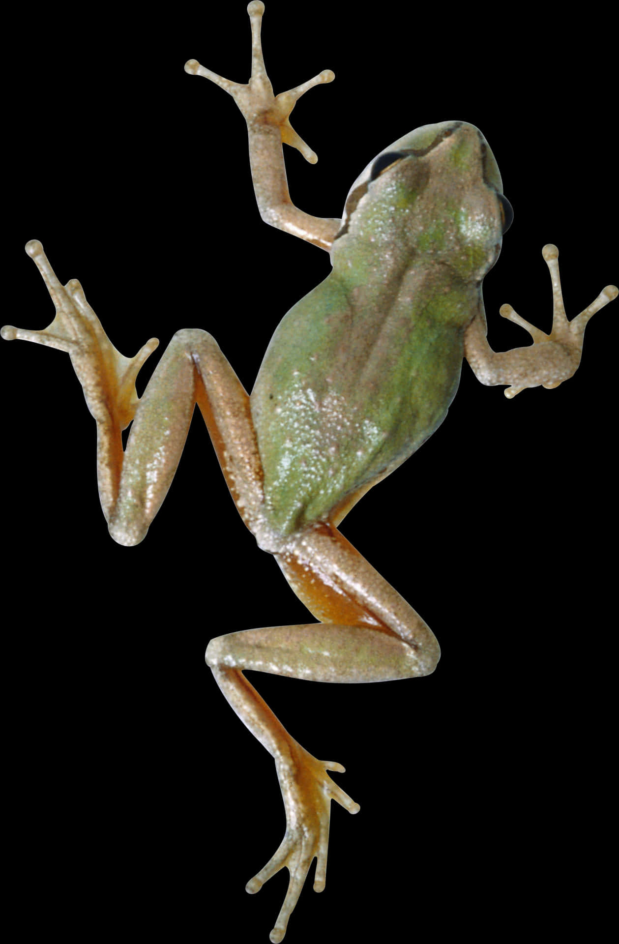 Green Tree Frog Transparent Background PNG Image