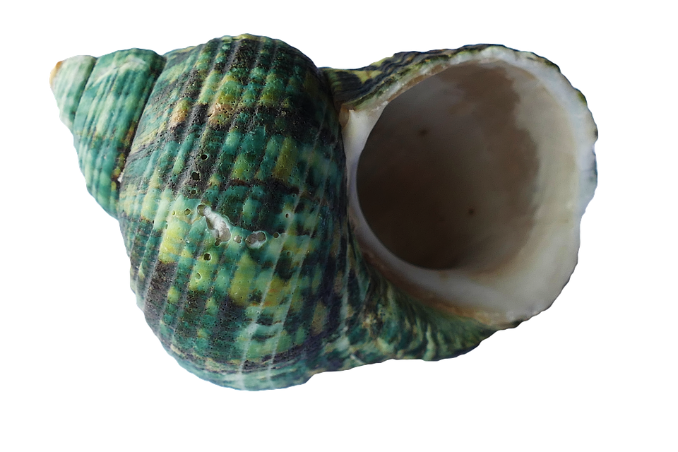 Green Turquoise Seashell PNG Image