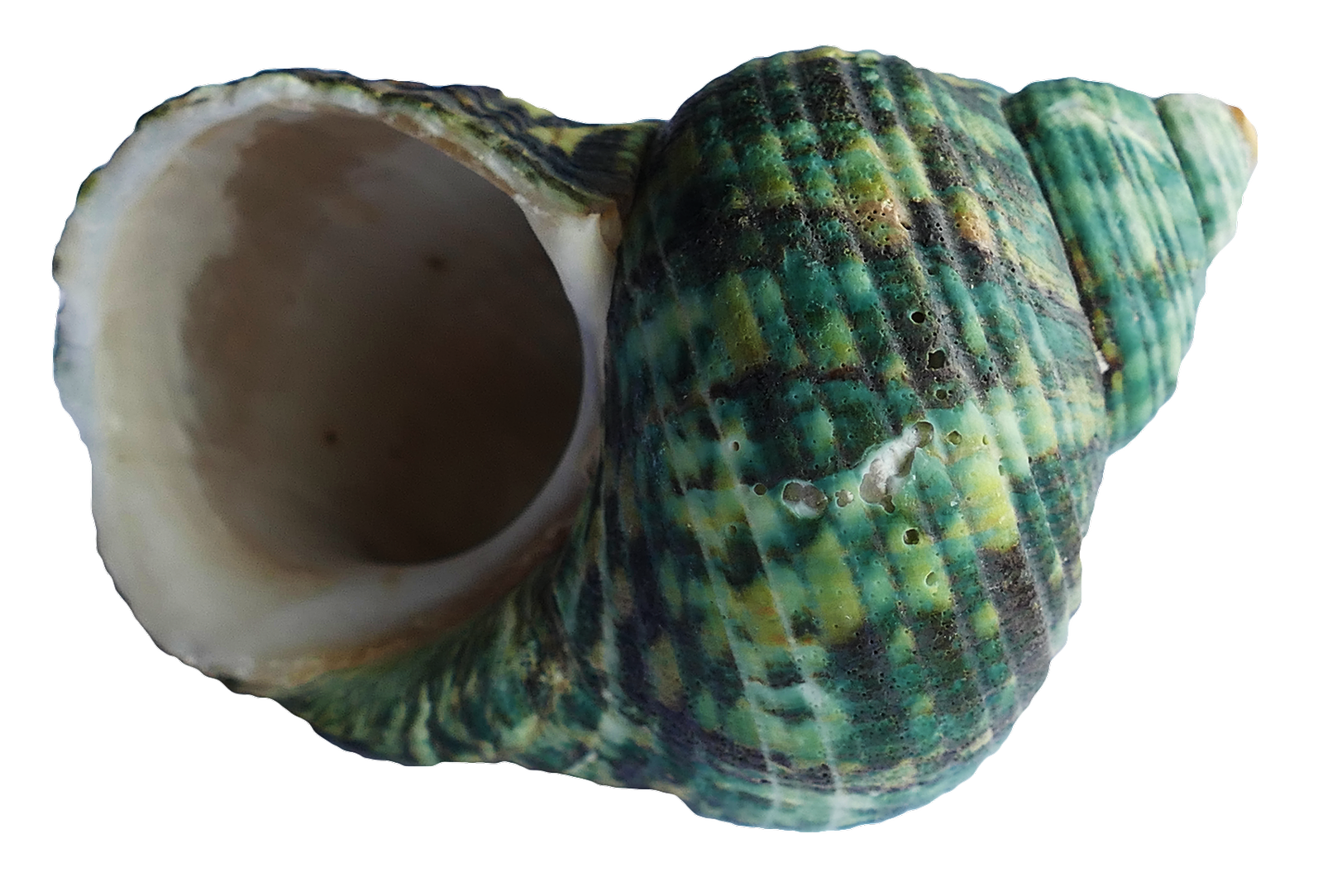 Green Turquoise Seashell PNG Image