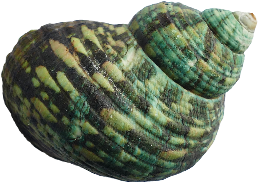 Green Turquoise Seashell PNG Image