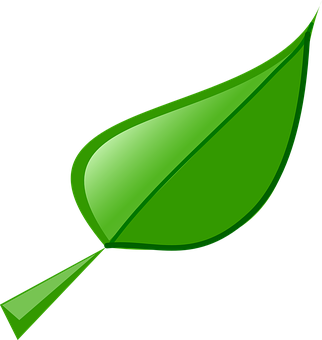 Green Vector Leaf Illustration PNG Image