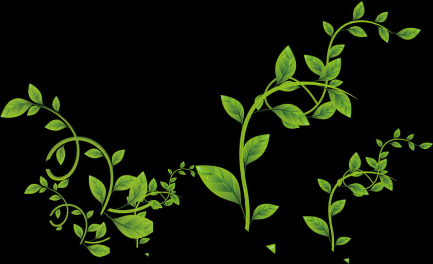 Green Vine Flourish Graphic PNG Image