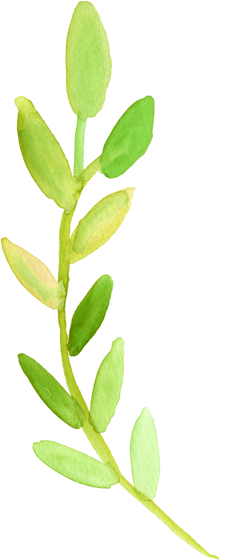 Green Watercolor Plant Illustration PNG Image