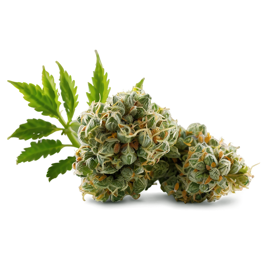 Green Weed Strain Png 11 PNG Image