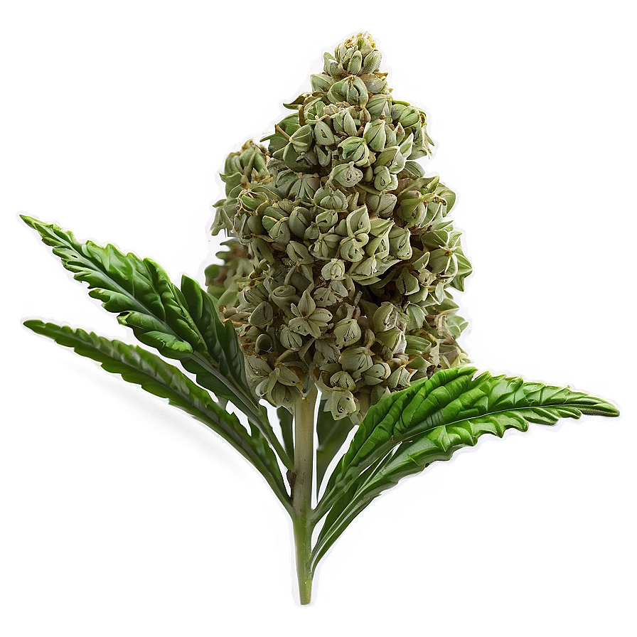 Green Weed Strain Png Jif31 PNG Image