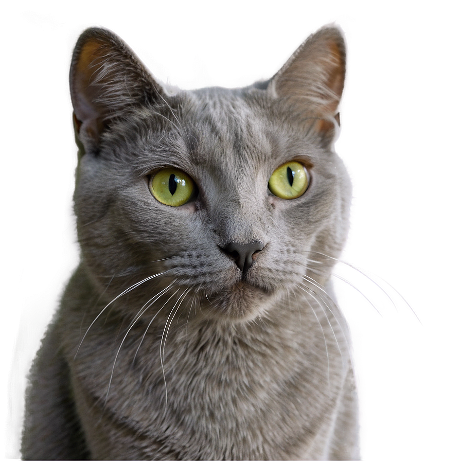 Grey Cat Photo Png Xhu9 PNG Image