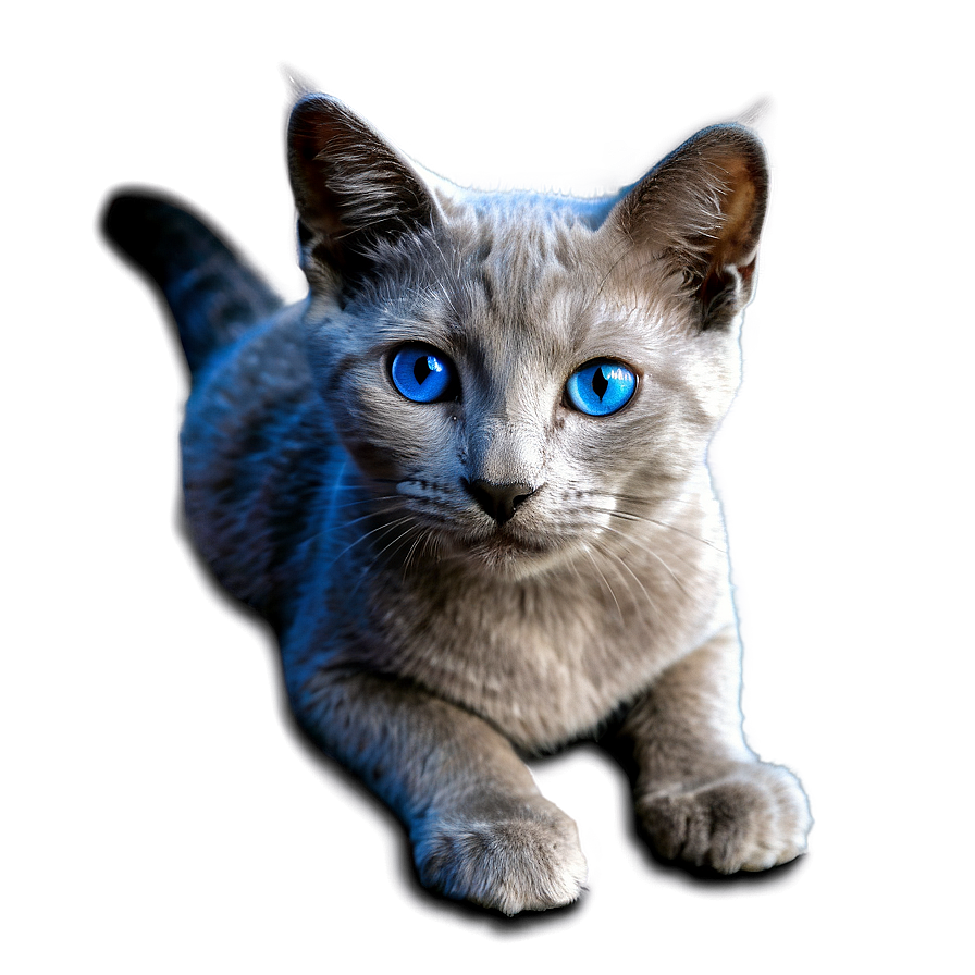 Grey Cat With Blue Eyes Png Lgy PNG Image