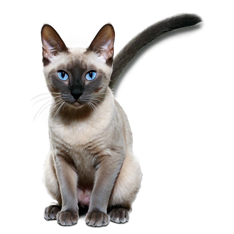 Grey Siamese Cat Png Chw PNG Image