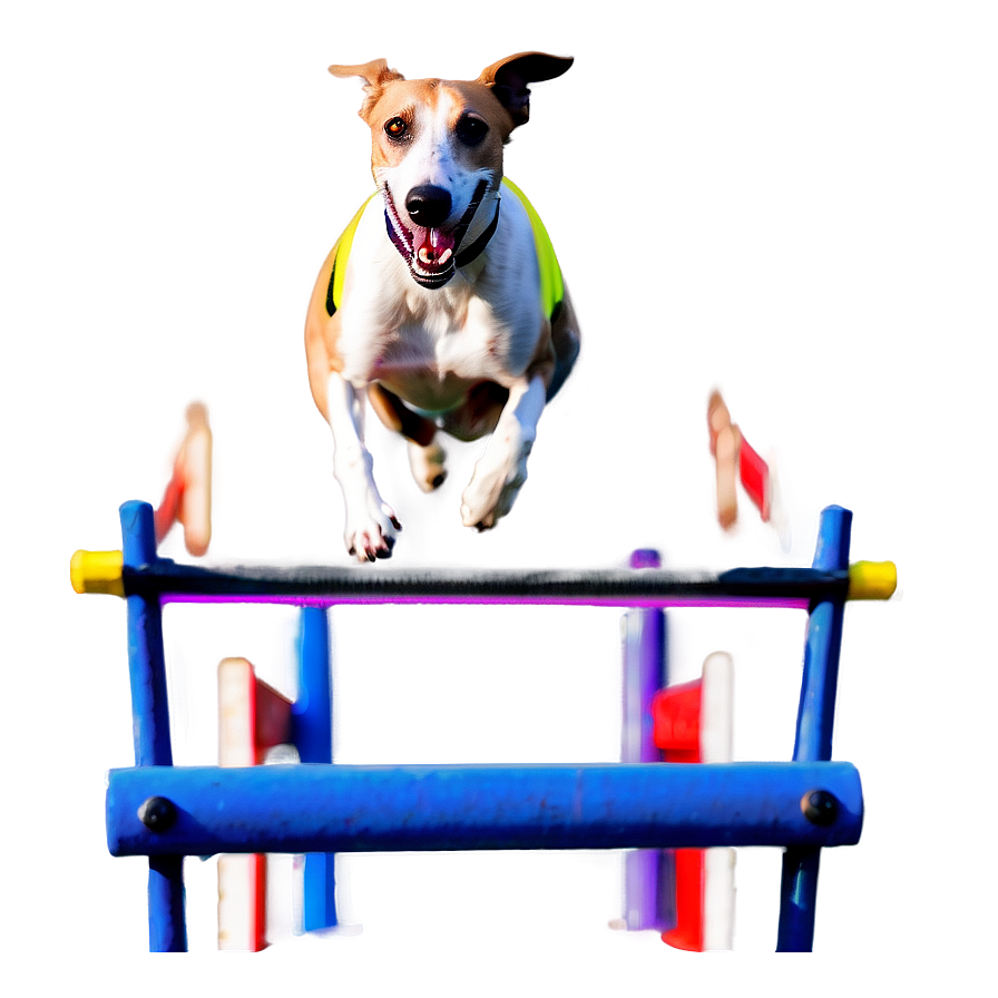 Greyhound Agility Png Geh PNG Image