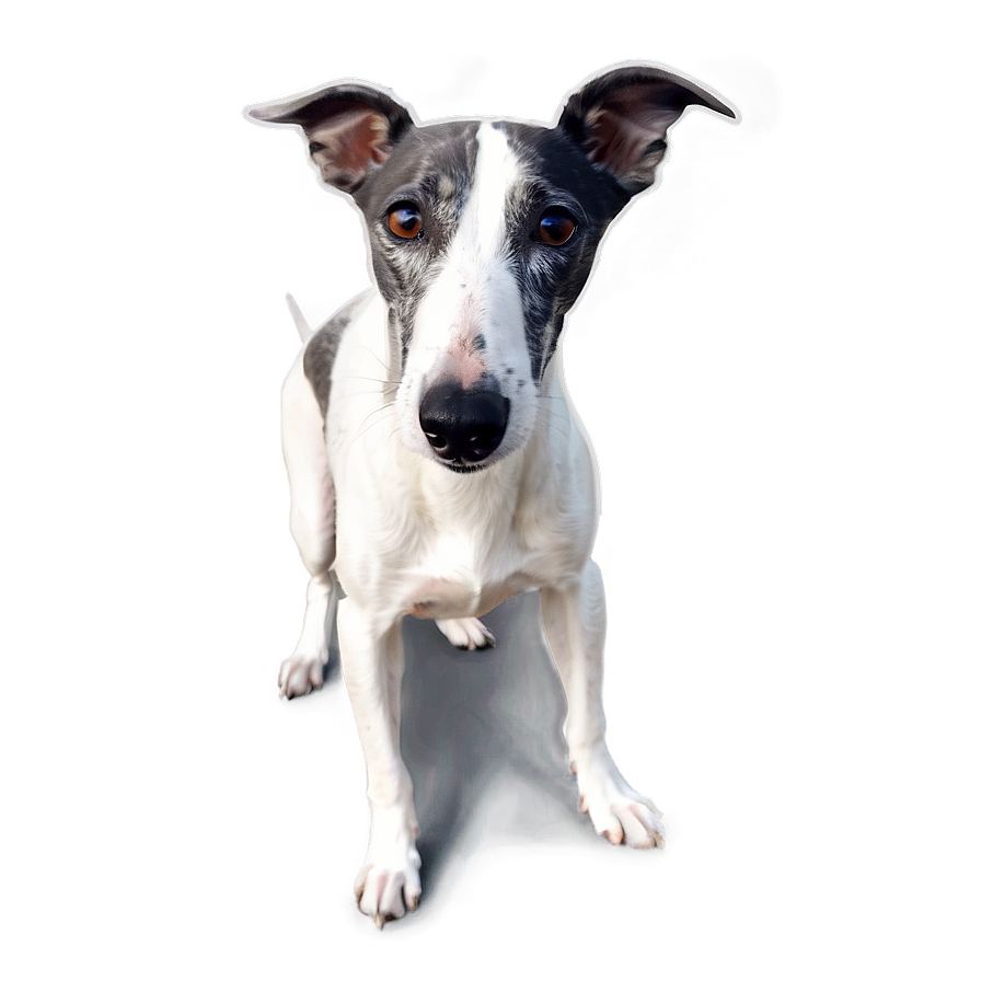 Greyhound C PNG Image