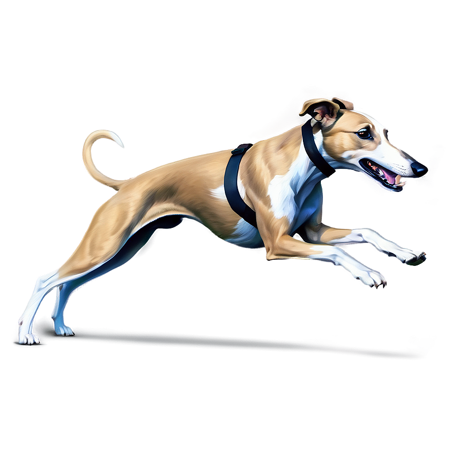 Greyhound In Action Png Jvu65 PNG Image