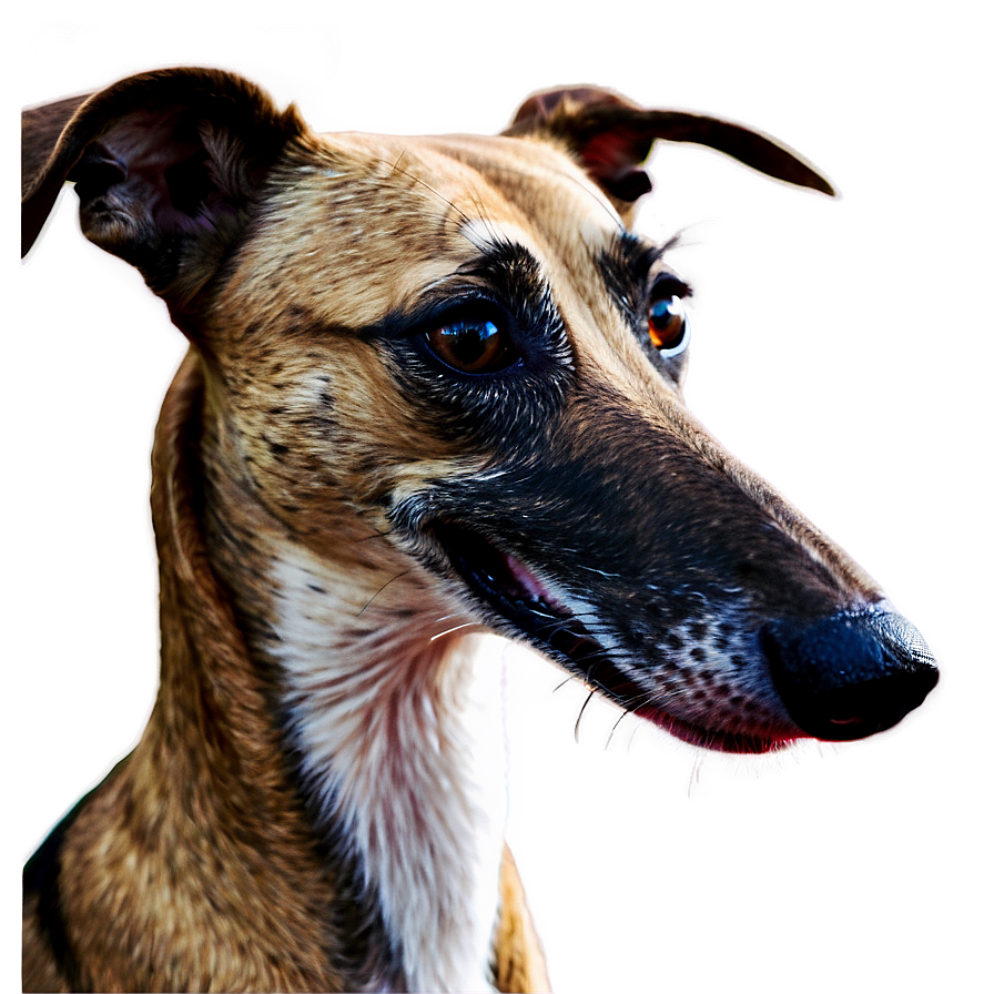 Greyhound Love Png Kbt PNG Image