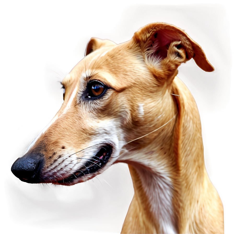 Greyhound Profile Png Uwh PNG Image