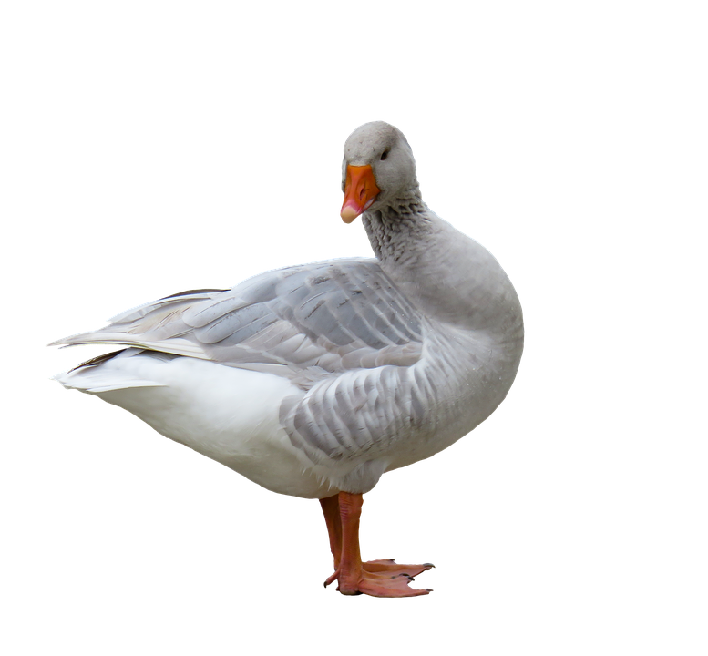 Greylag Goose Standing Side View PNG Image