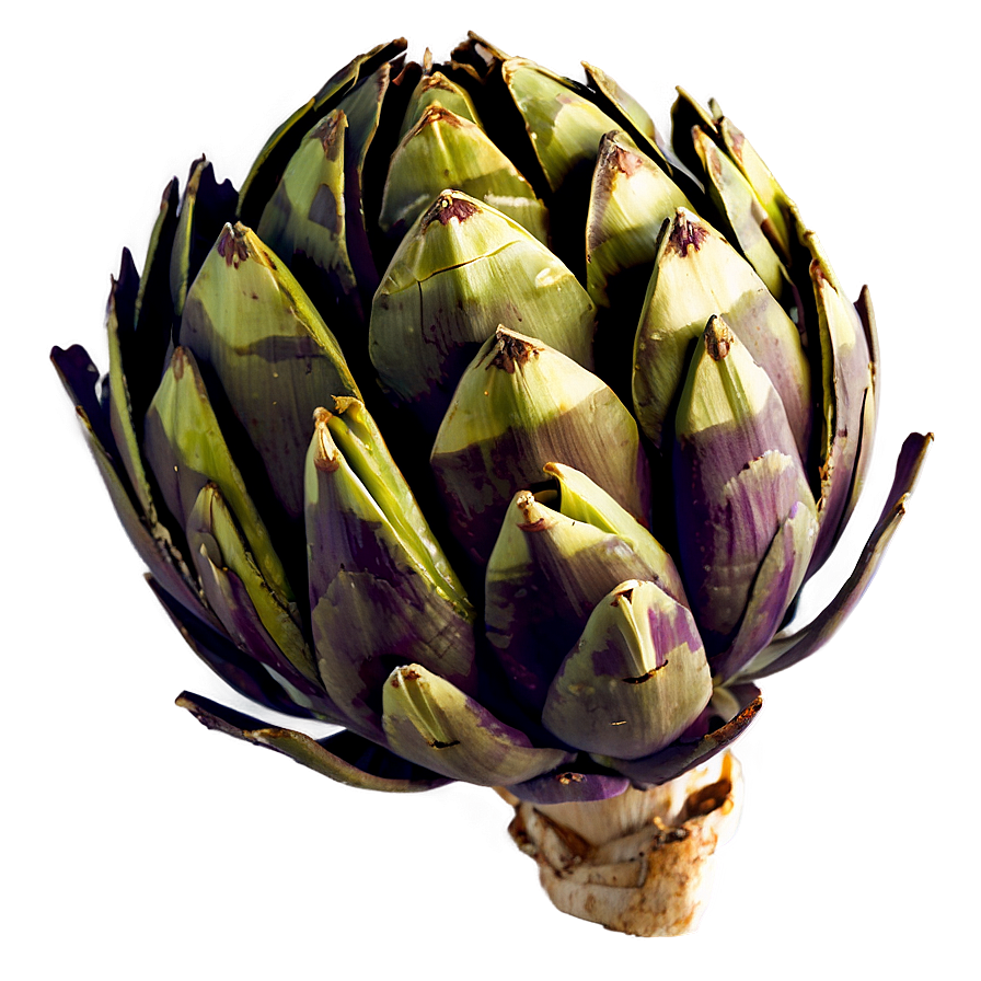 Grilled Artichoke Png Lsr50 PNG Image