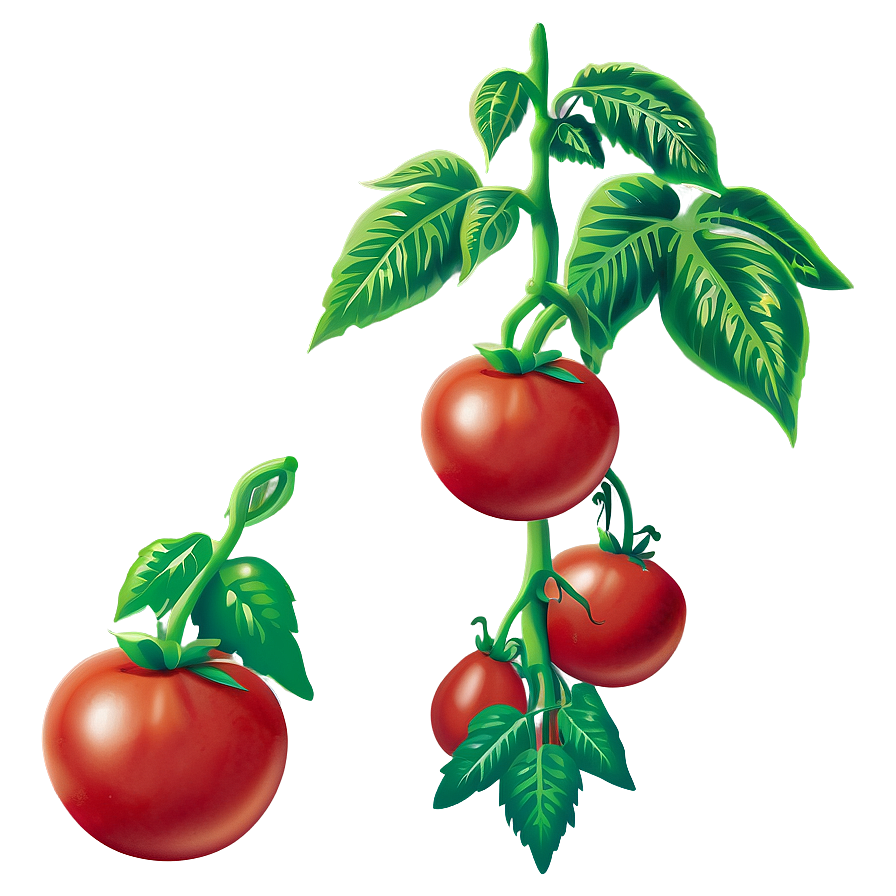 Growing Tomato Plant Png Ogj PNG Image