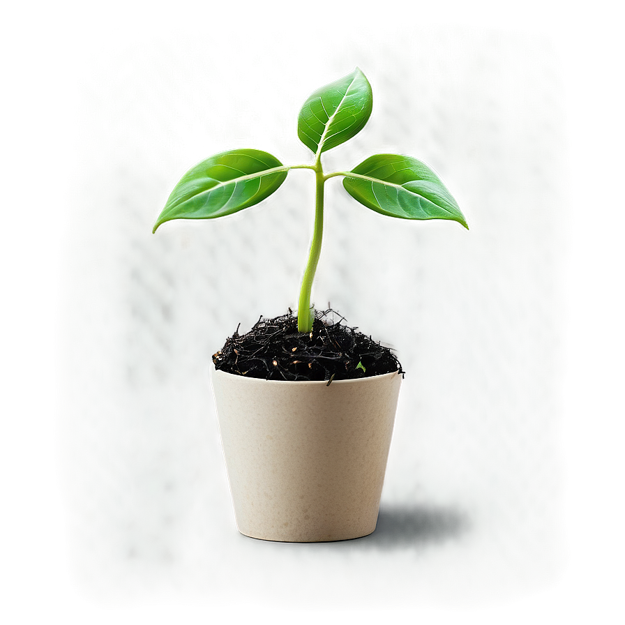 Growth Sprout Png Jfx6 PNG Image