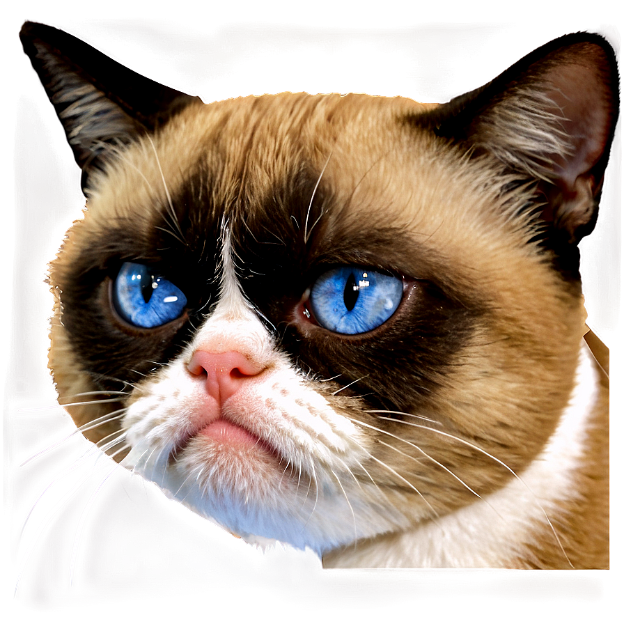 Grumpy Cat Meme Png Mpt10 PNG Image