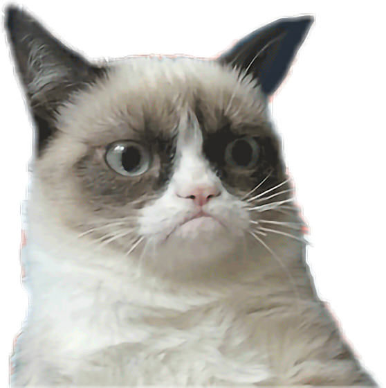 Grumpy Cat Meme Portrait PNG Image