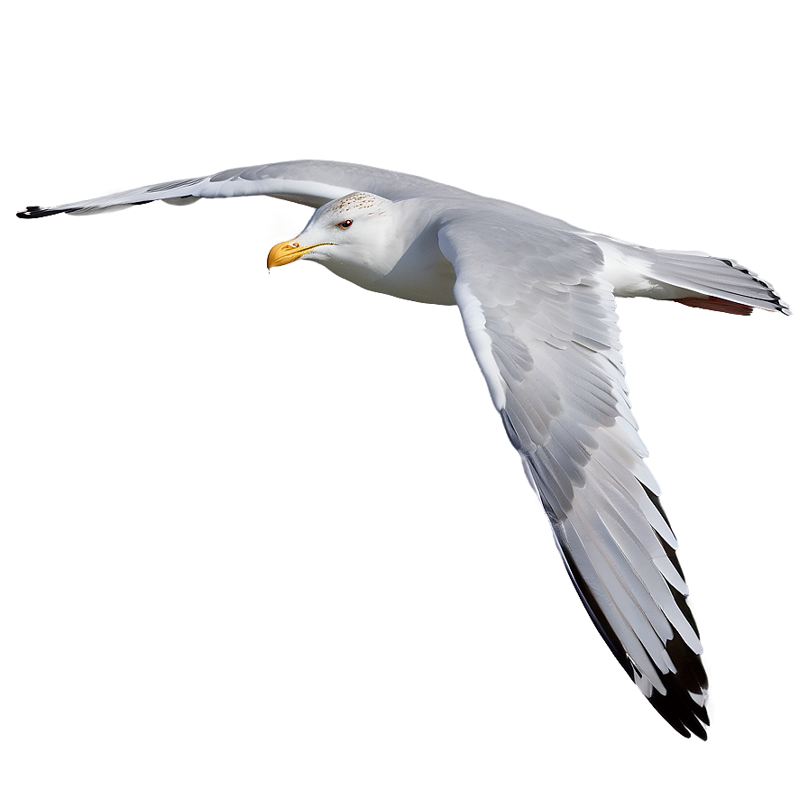 Gull Gliding In Sky Png Lun PNG Image