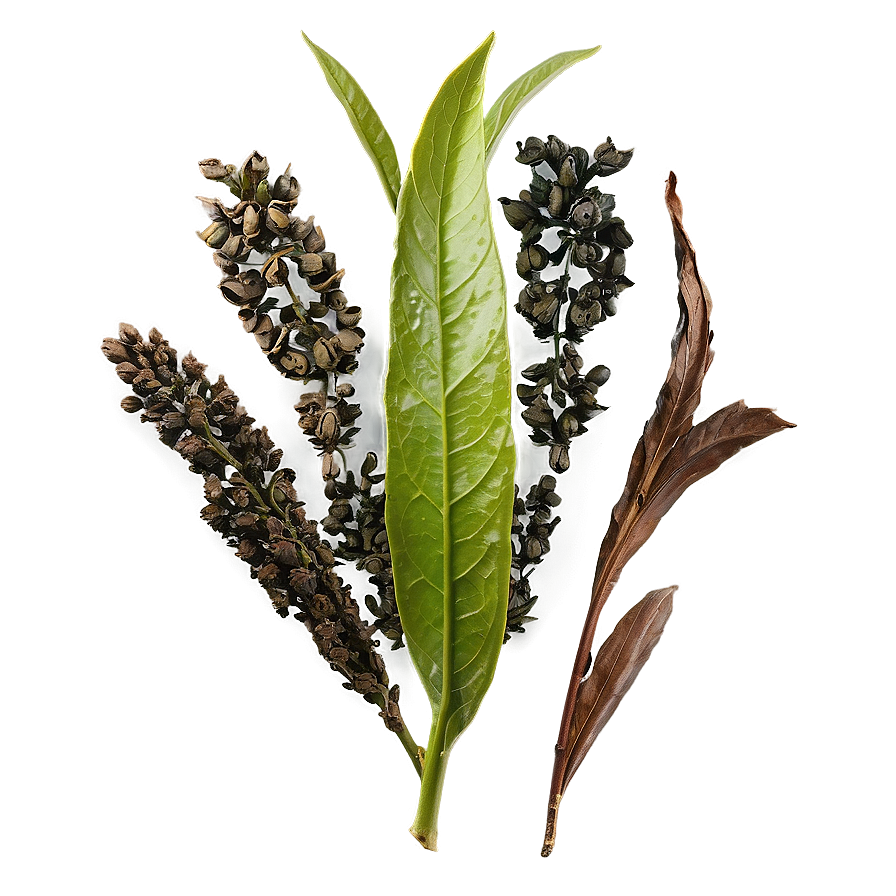 Gunpowder Tea Leaf Png 71 PNG Image