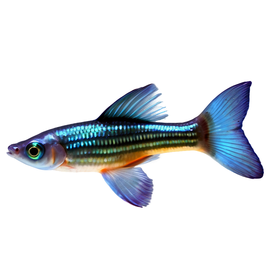 Guppy Fish Png Eis66 PNG Image