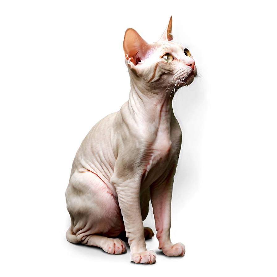 Hairless Cat Profile Side Png Cmq20 PNG Image