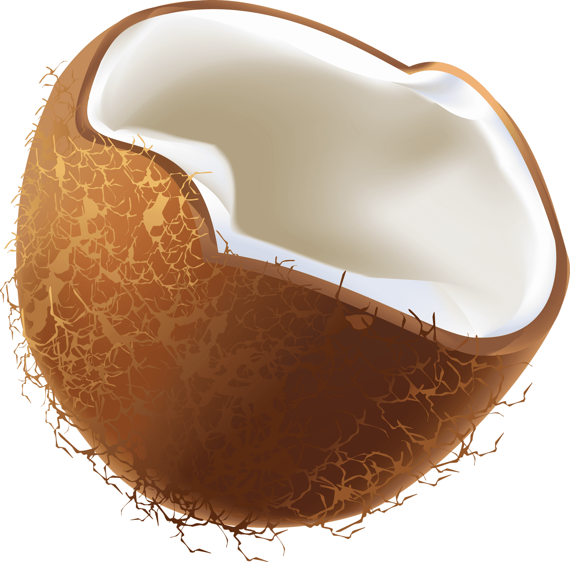 Half Coconut Graphic PNG Image