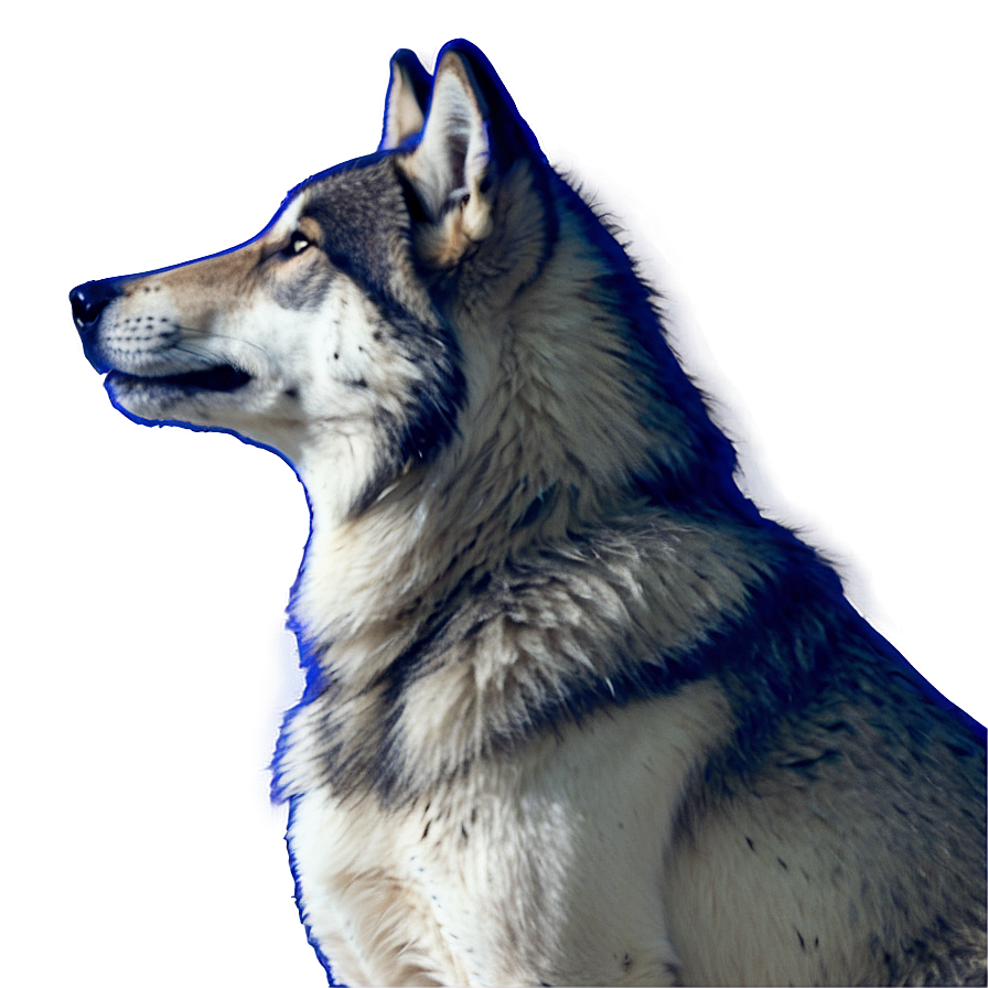 Half Wolf Face Half Human Png 63 PNG Image