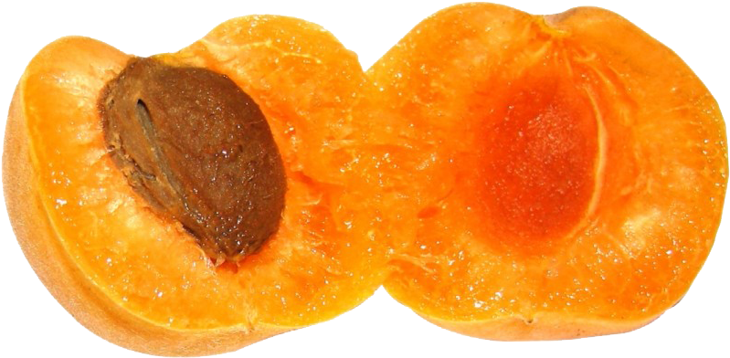 Halved Apricotwith Seed PNG Image