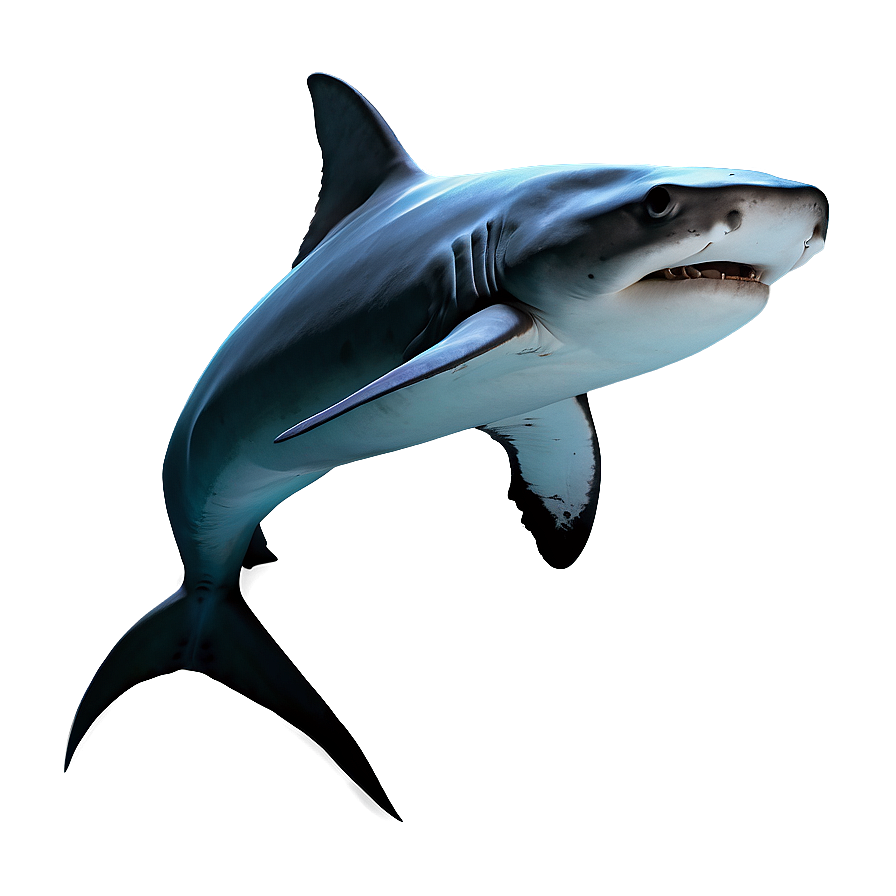 Hammerhead Shark Graphic Png 05032024 PNG Image