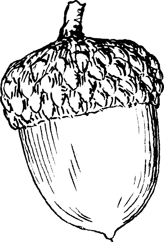 Hand Drawn Acorn Illustration PNG Image