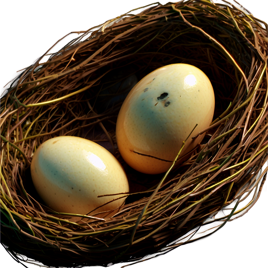 Hand Drawn Bird Nest Png Isd PNG Image