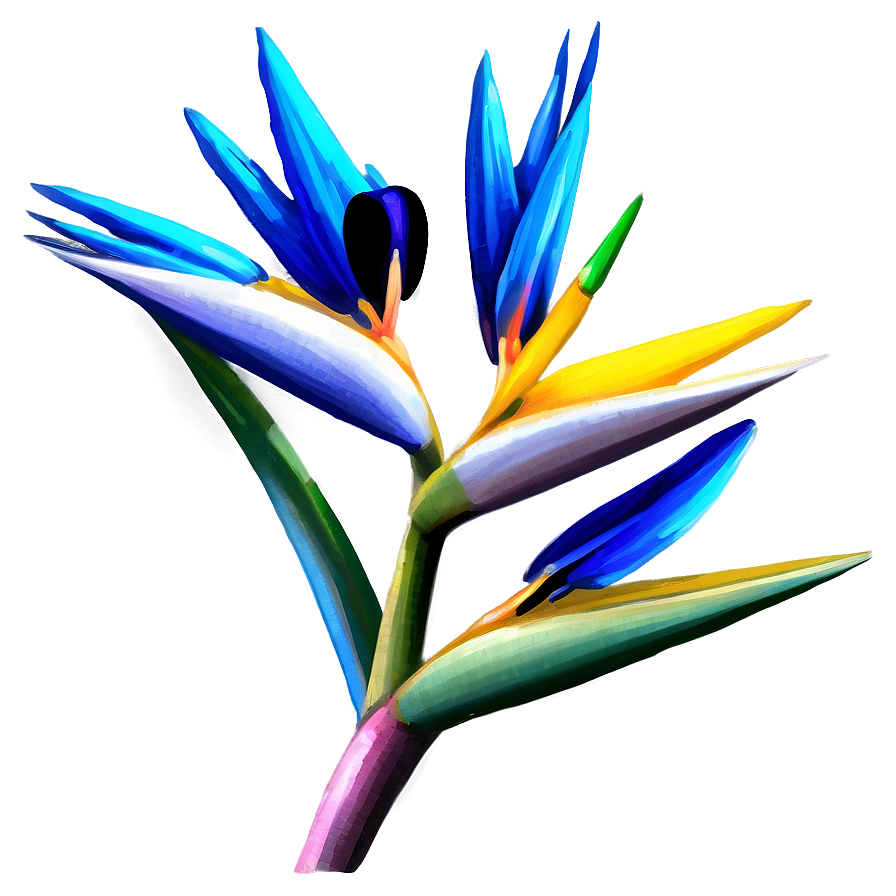 Hand-drawn Bird Of Paradise Png Squ55 PNG Image